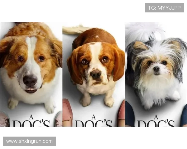 你永远不知道它为你付出了多少！《一条狗的使命》狗狗角色关系大揭秘